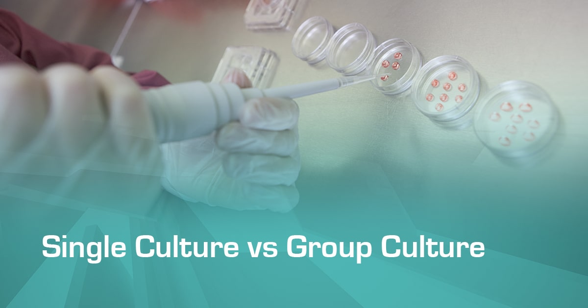 Single Culture vs. Group Culture